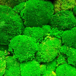 Cadre Végétalisé mousse