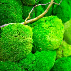 Cadre Végétalisé mousse