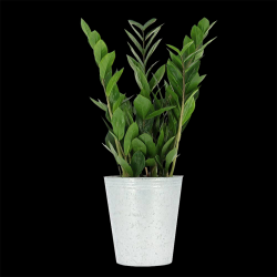 Zamioculcas