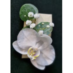 Boutonnière orchidée