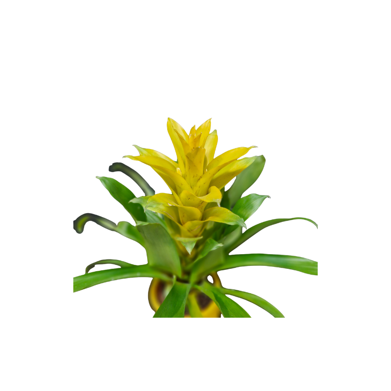 Le Guzmania jaune