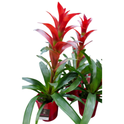 Le Guzmania ROUGE