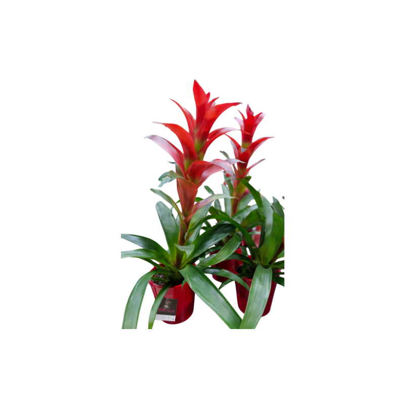 Le Guzmania ROUGE