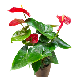 L'Anthurium rouge