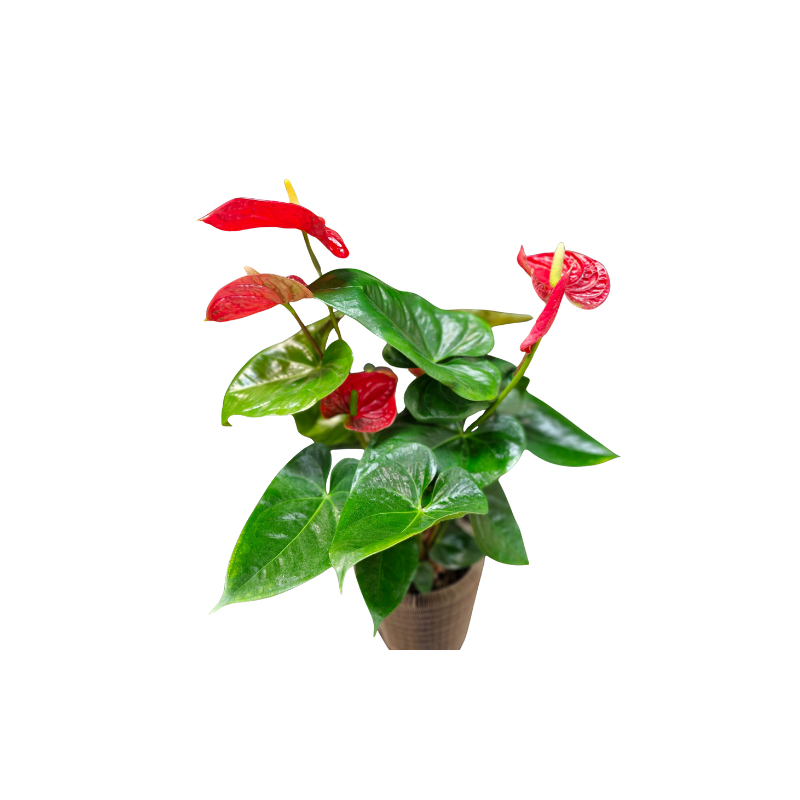 L'Anthurium rouge
