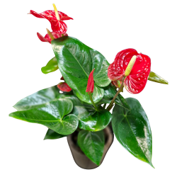 L'Anthurium