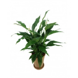 Spathiphyllum