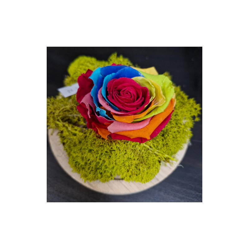 Rose Arc-en-Ciel Éternelle