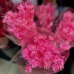 Les fleurs d'Anis séchées rose fuchsia