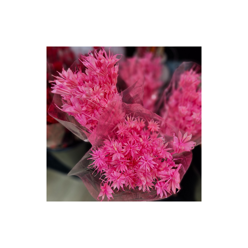 Les fleurs d'Anis séchées rose fuchsia