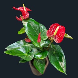 L'Anthurium rouge