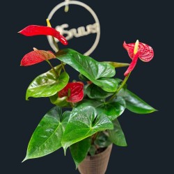 L'Anthurium rouge