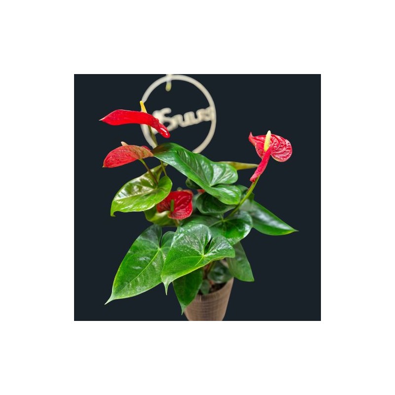 L'Anthurium rouge