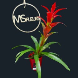 Le Guzmania ROUGE