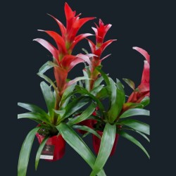 Le Guzmania ROUGE