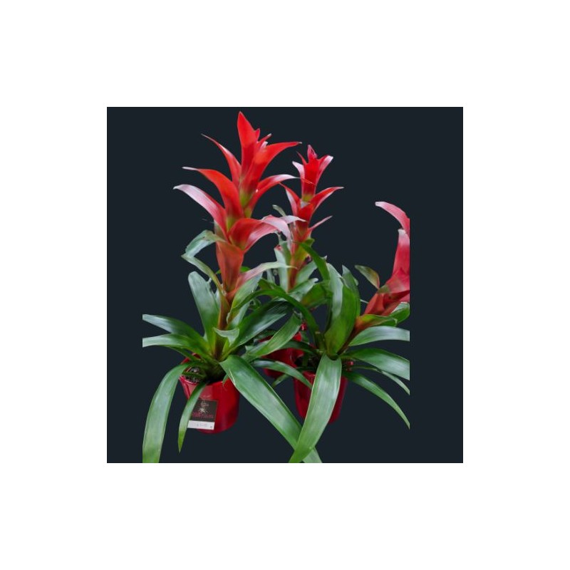 Le Guzmania ROUGE