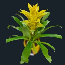 Le Guzmania jaune