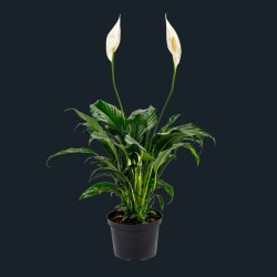 Le Spathiphyllum