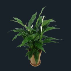 Le Spathiphyllum