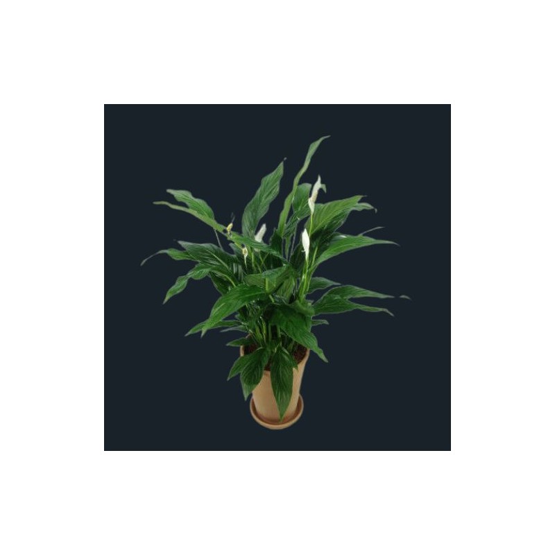 Le Spathiphyllum