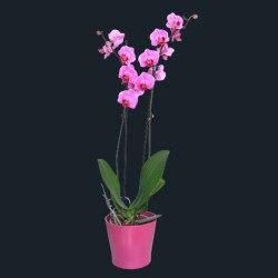 orchidée rose