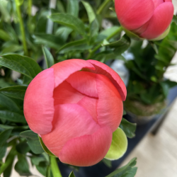 pivoine corail sunset