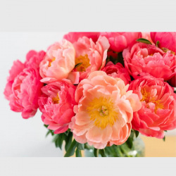 bouquet de pivoines corail sunset