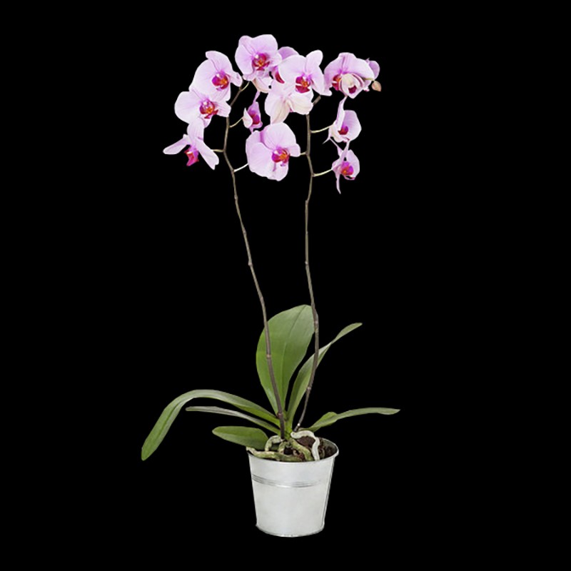 L'Orchidée Phanelopsis